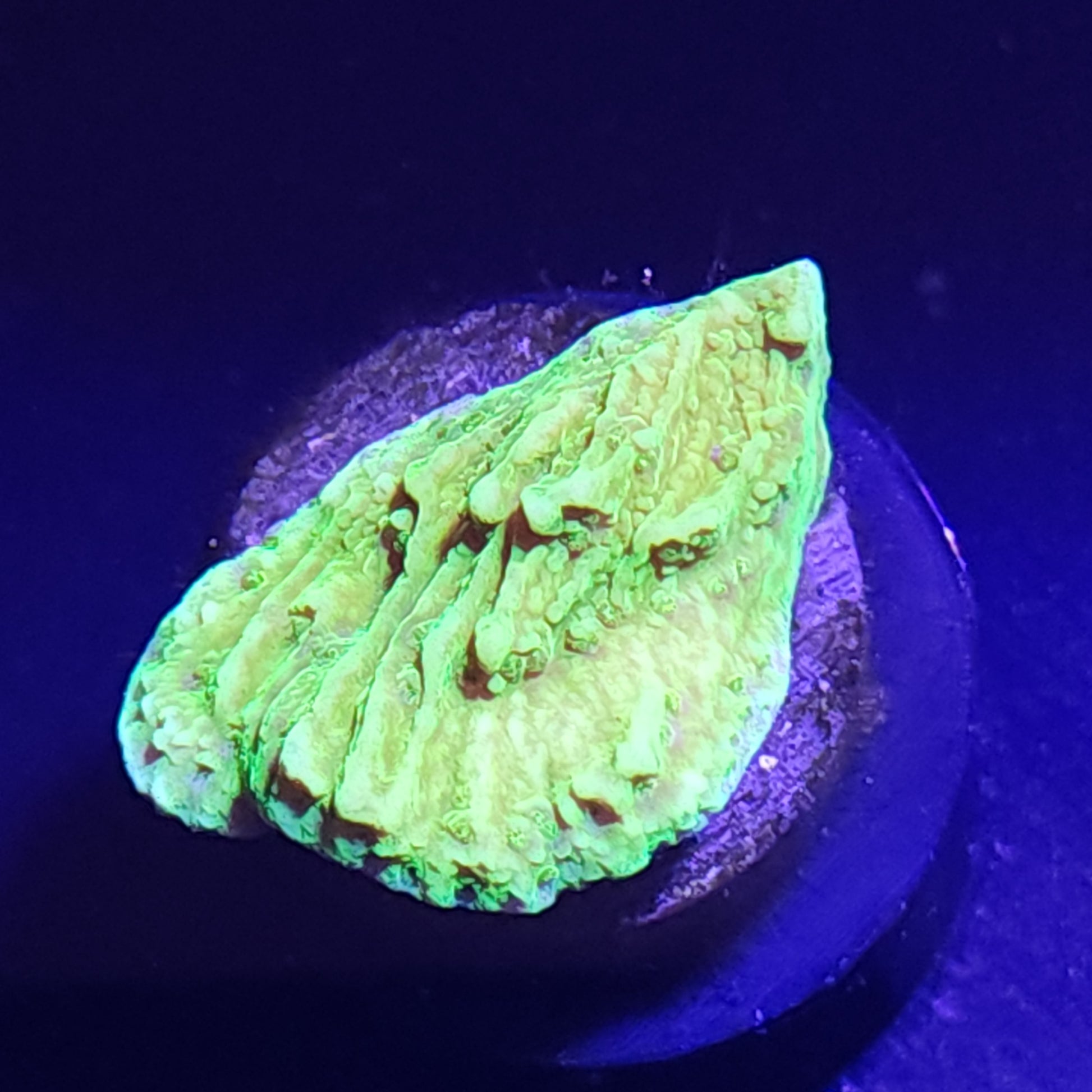 Toxic Green Plating Montipora Small WYSIWYG 1