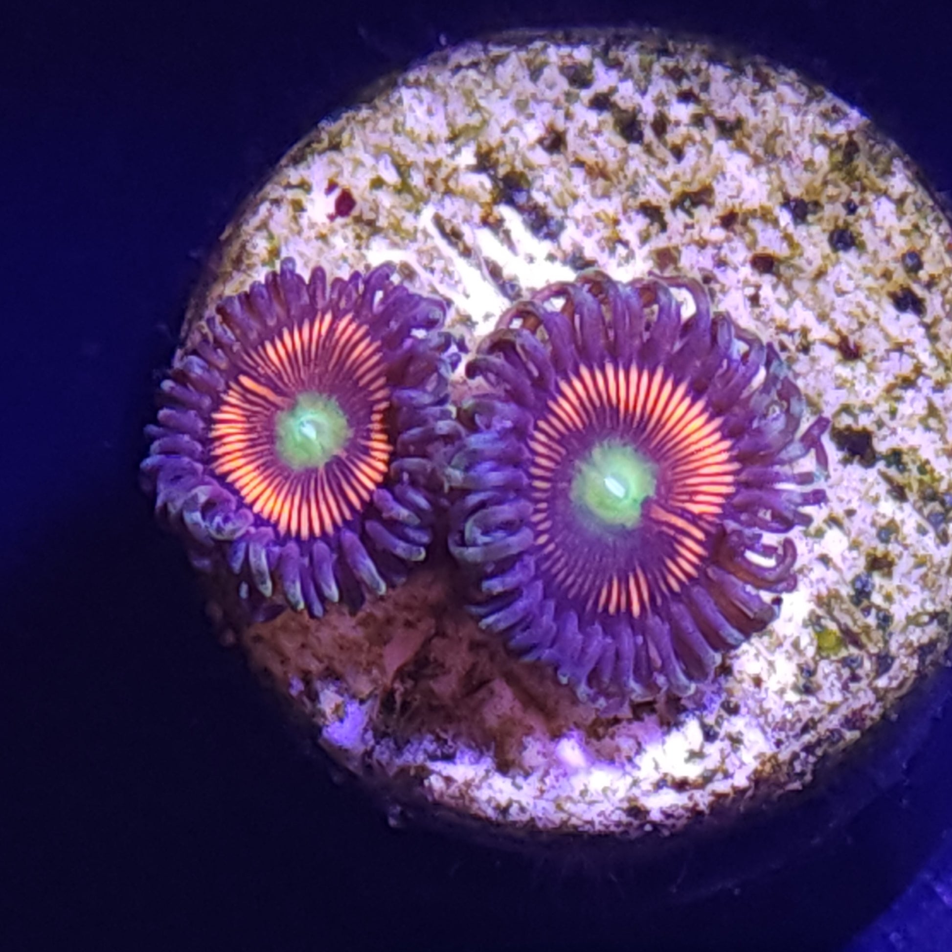 Everlasting Gobstopper Zoas WYSIWYG