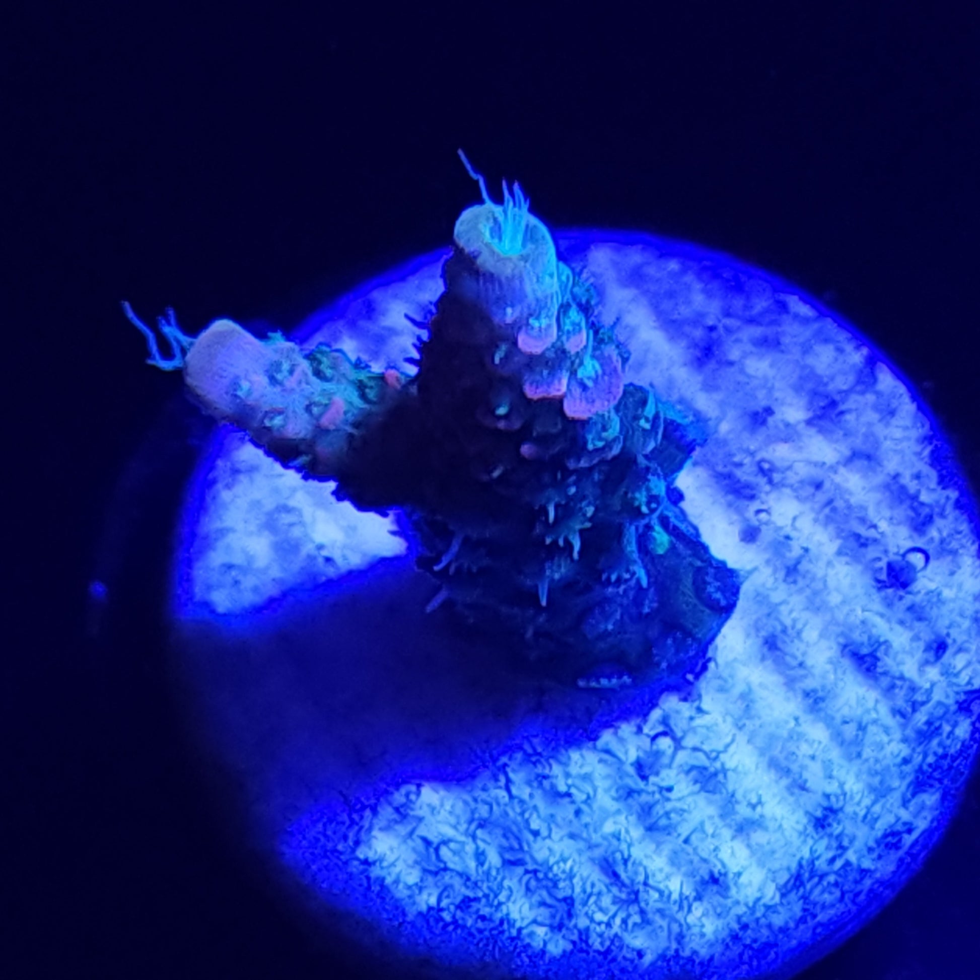 Cherry Bomb Acropora Small WYSIWYG 2