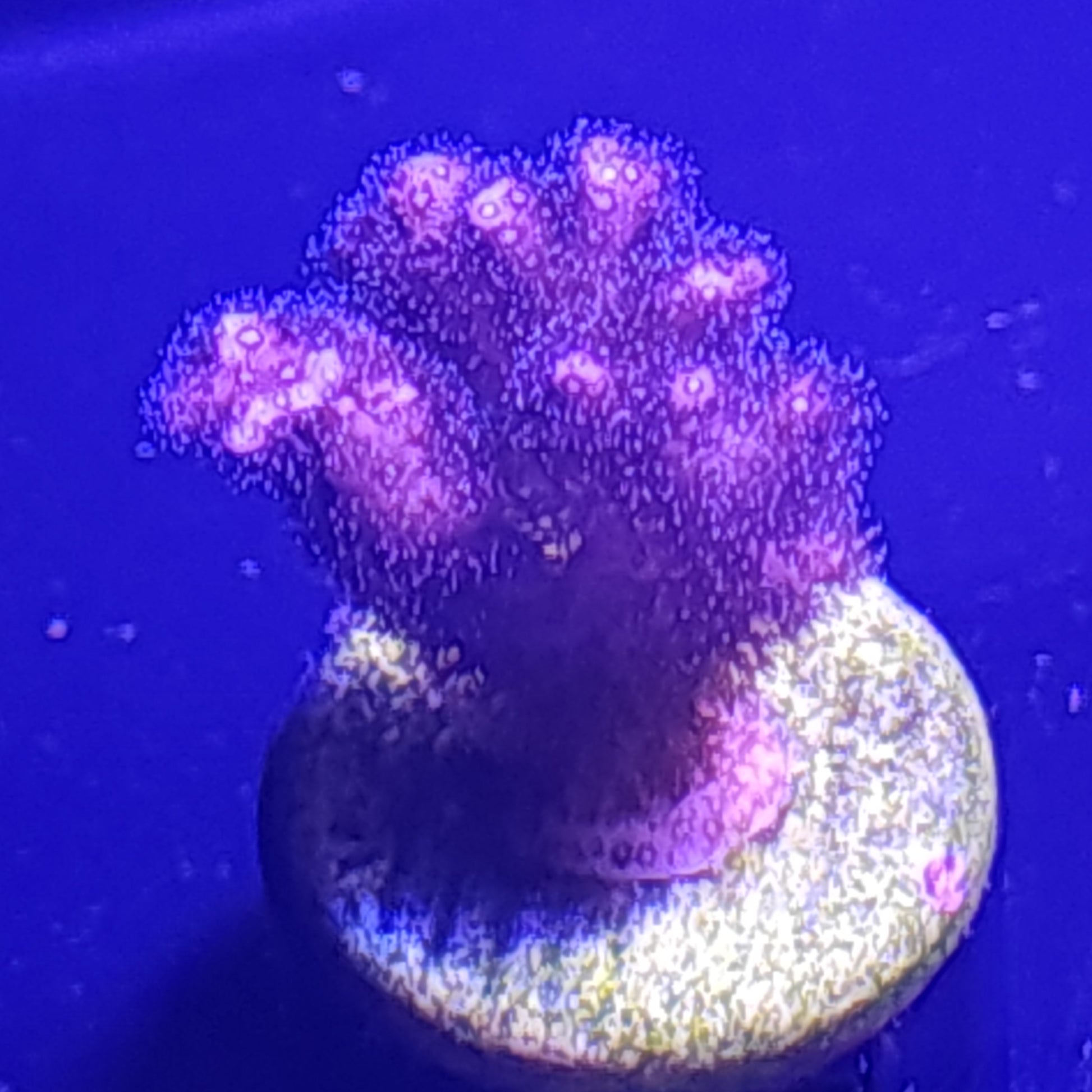Purple Birdsnest WYSIWYG 3