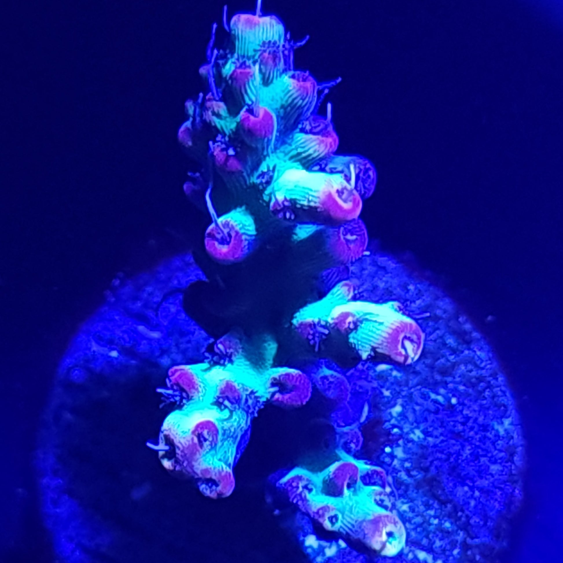 Strawberry Shortcake Acropora WYSIWYG 5