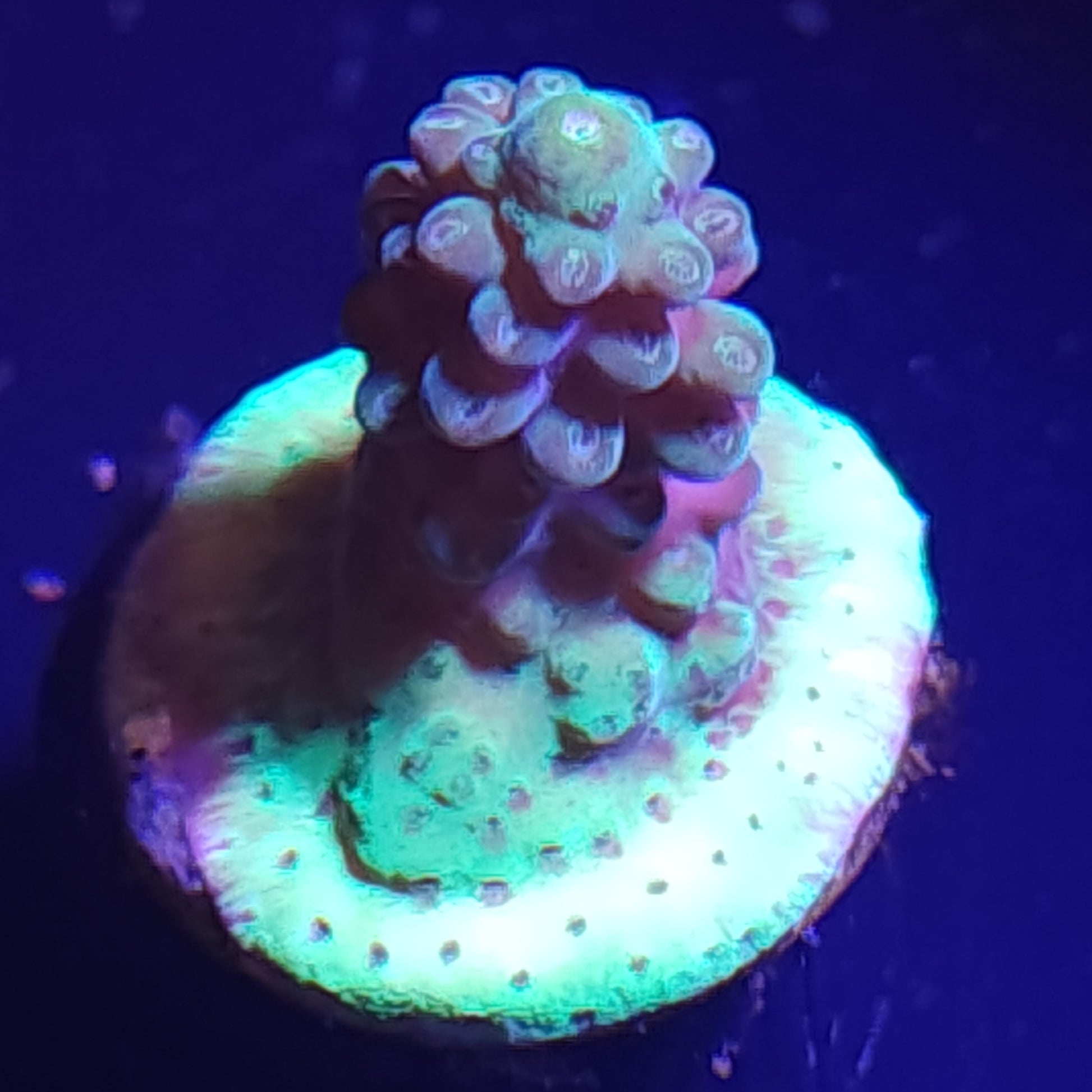 Toxic Green Acropora WYSIWYG 1