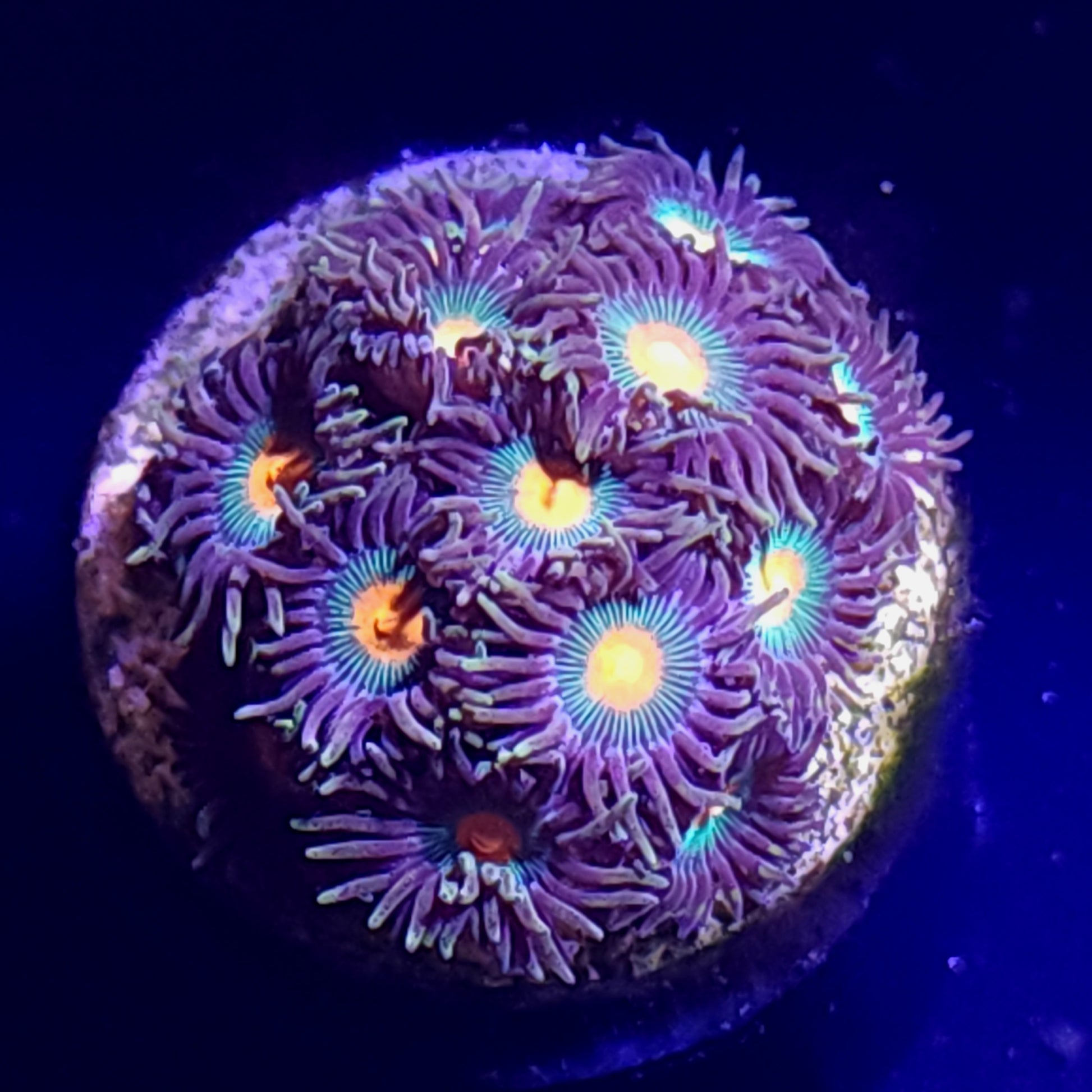 Gatorade Zoas WYSIWYG