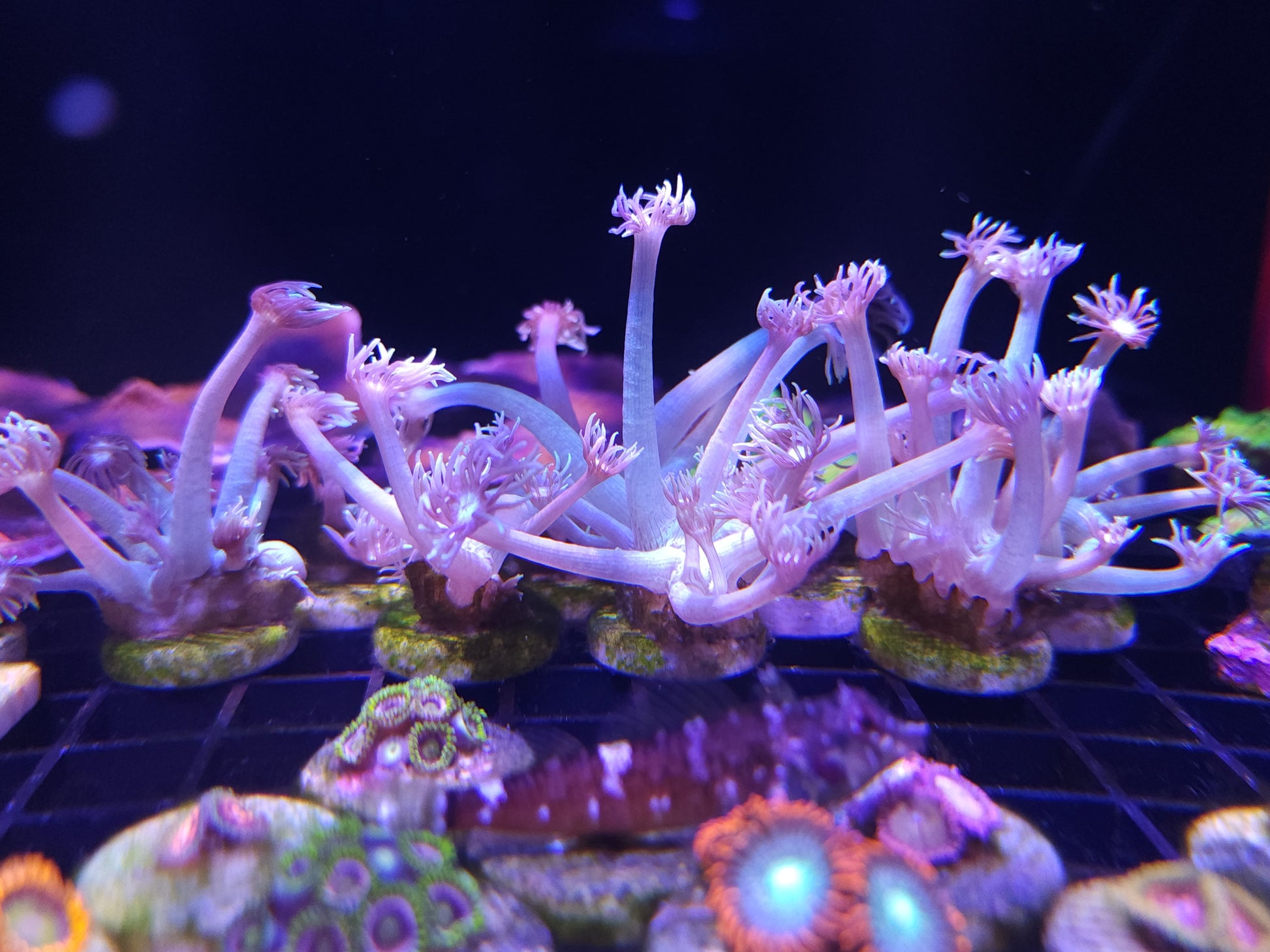 Long Polyp Green Goniopora