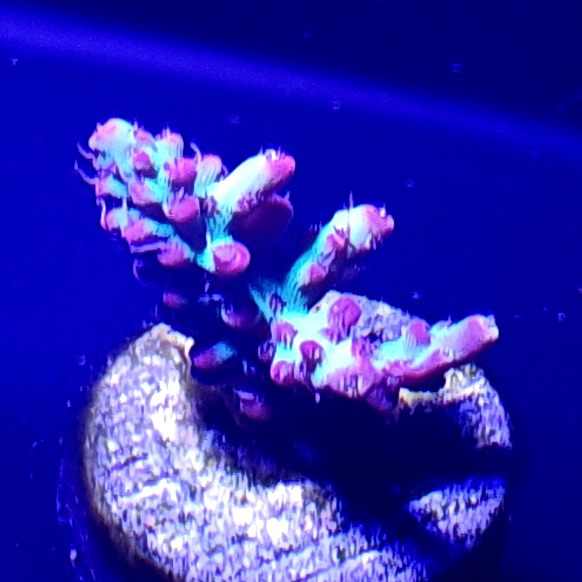 Strawberry Shortcake Acropora WYSIWYG 5