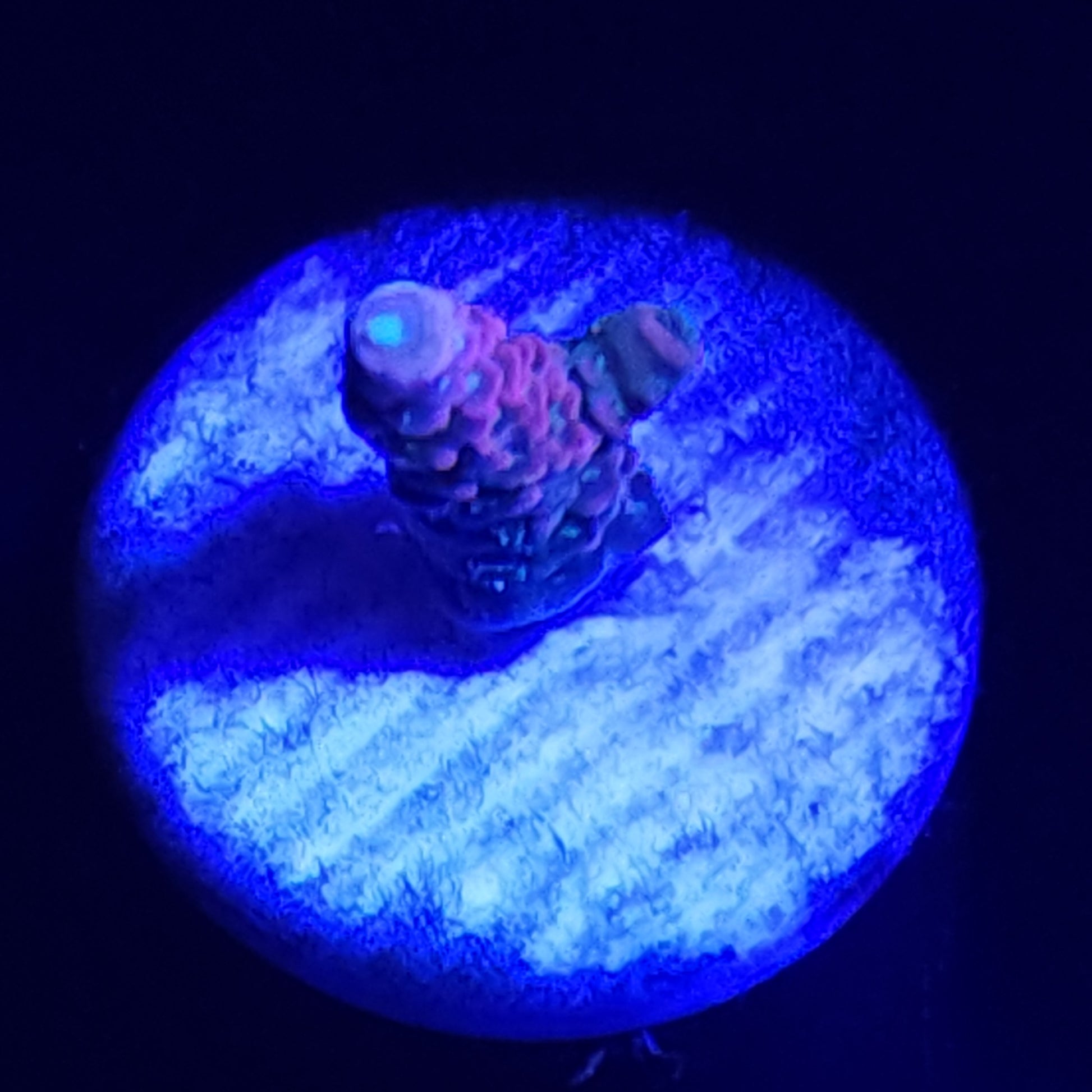 Cherry Bomb Acropora Small WYSIWYG 2