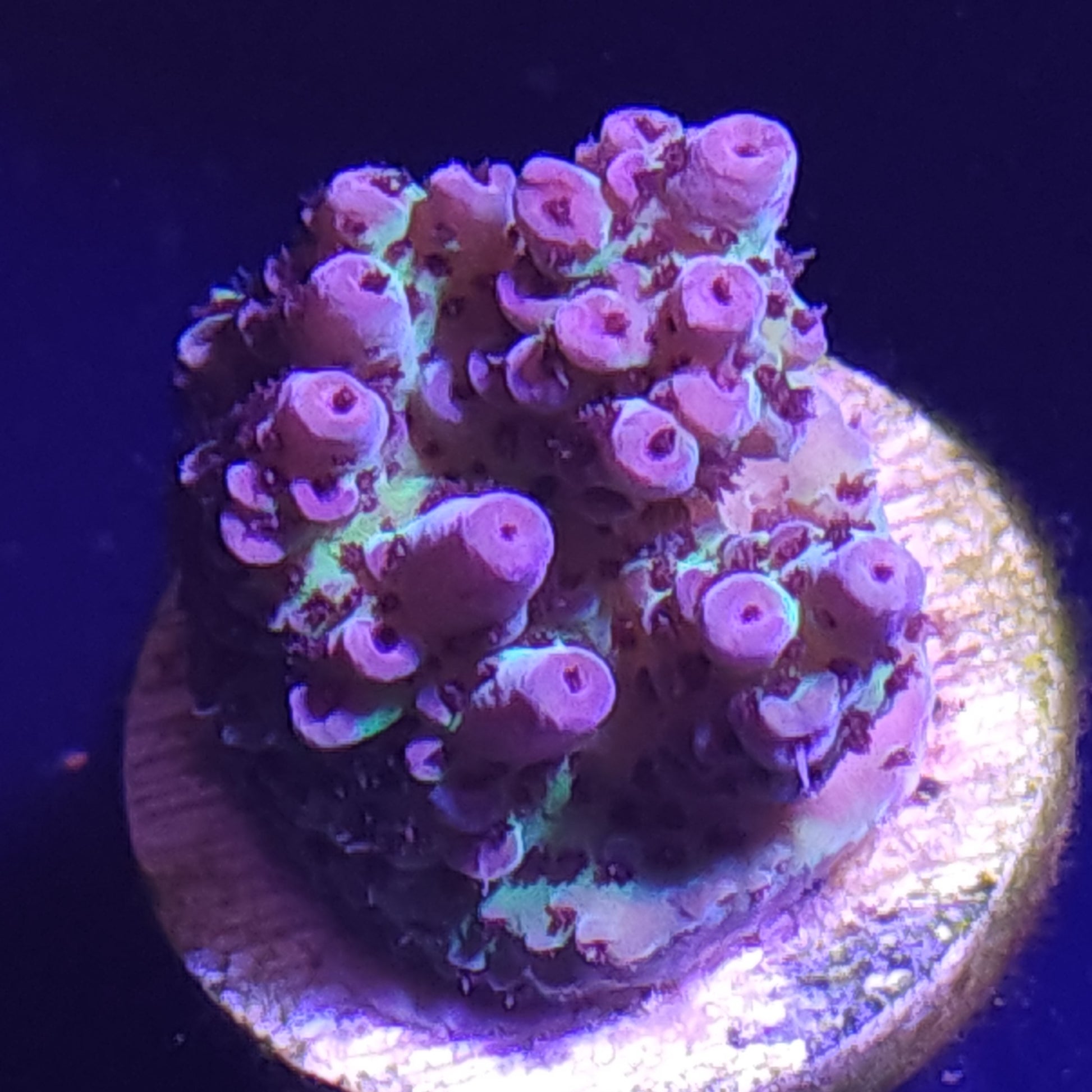 Red Polyp Acropora WYSIWYG 2