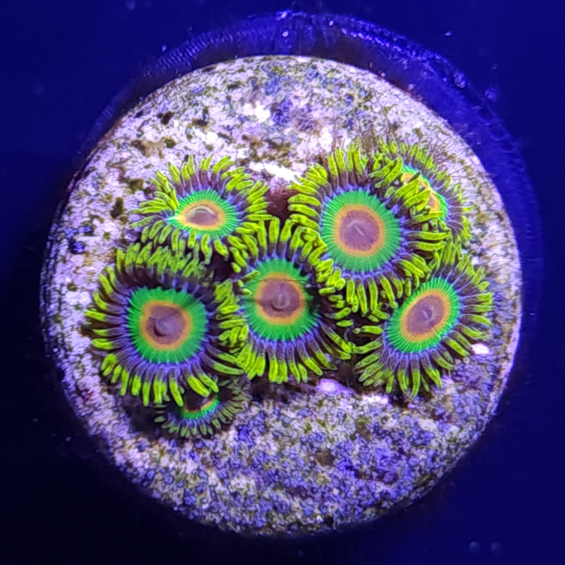 Rasta Zoas WYSIWYG