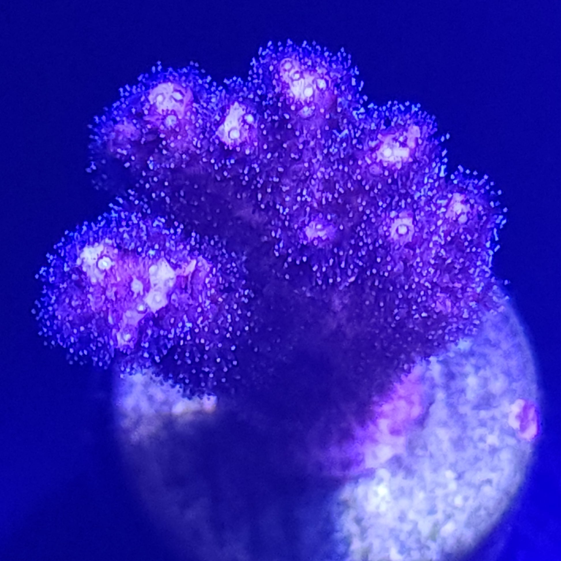Purple Birdsnest WYSIWYG 3