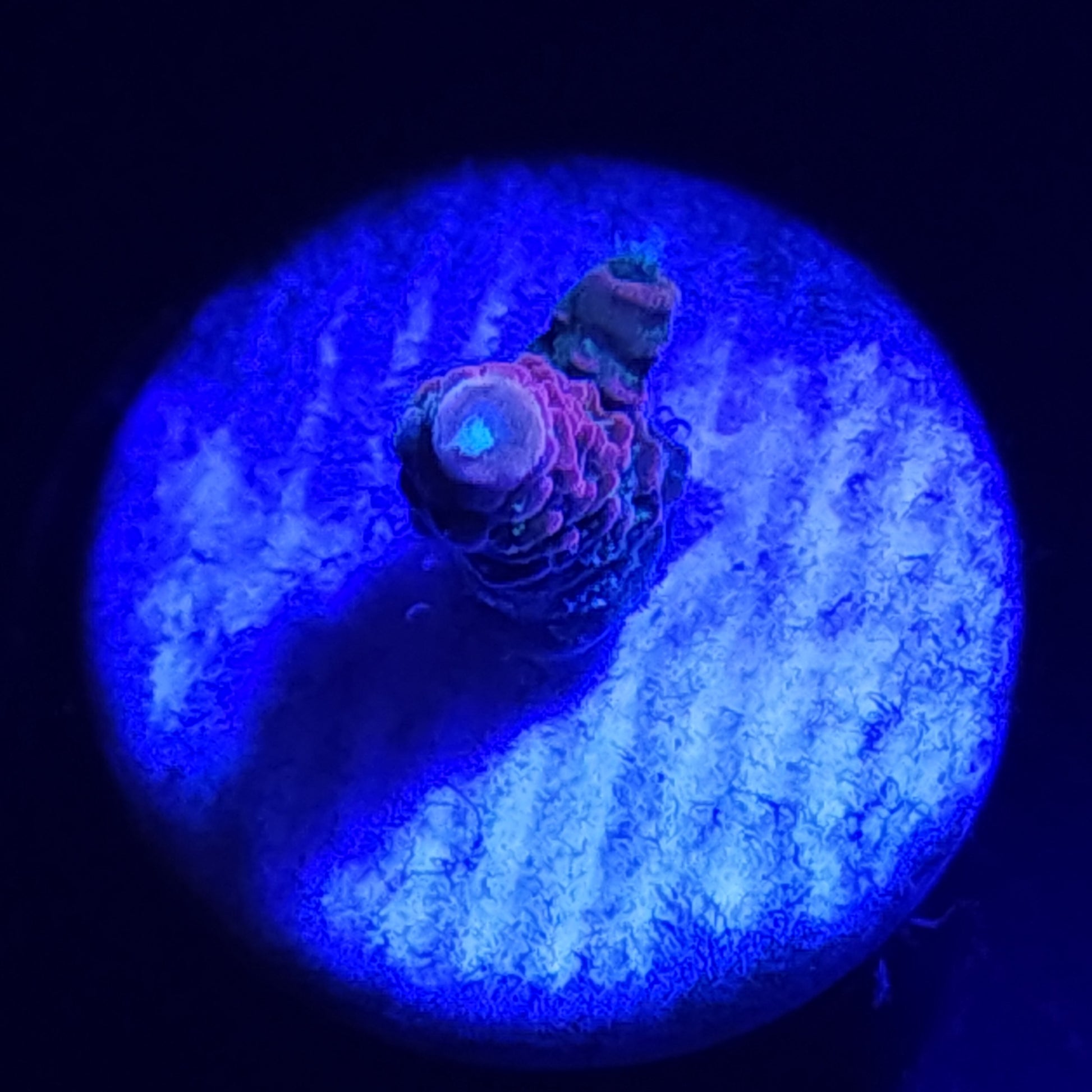 Cherry Bomb Acropora Small WYSIWYG 2