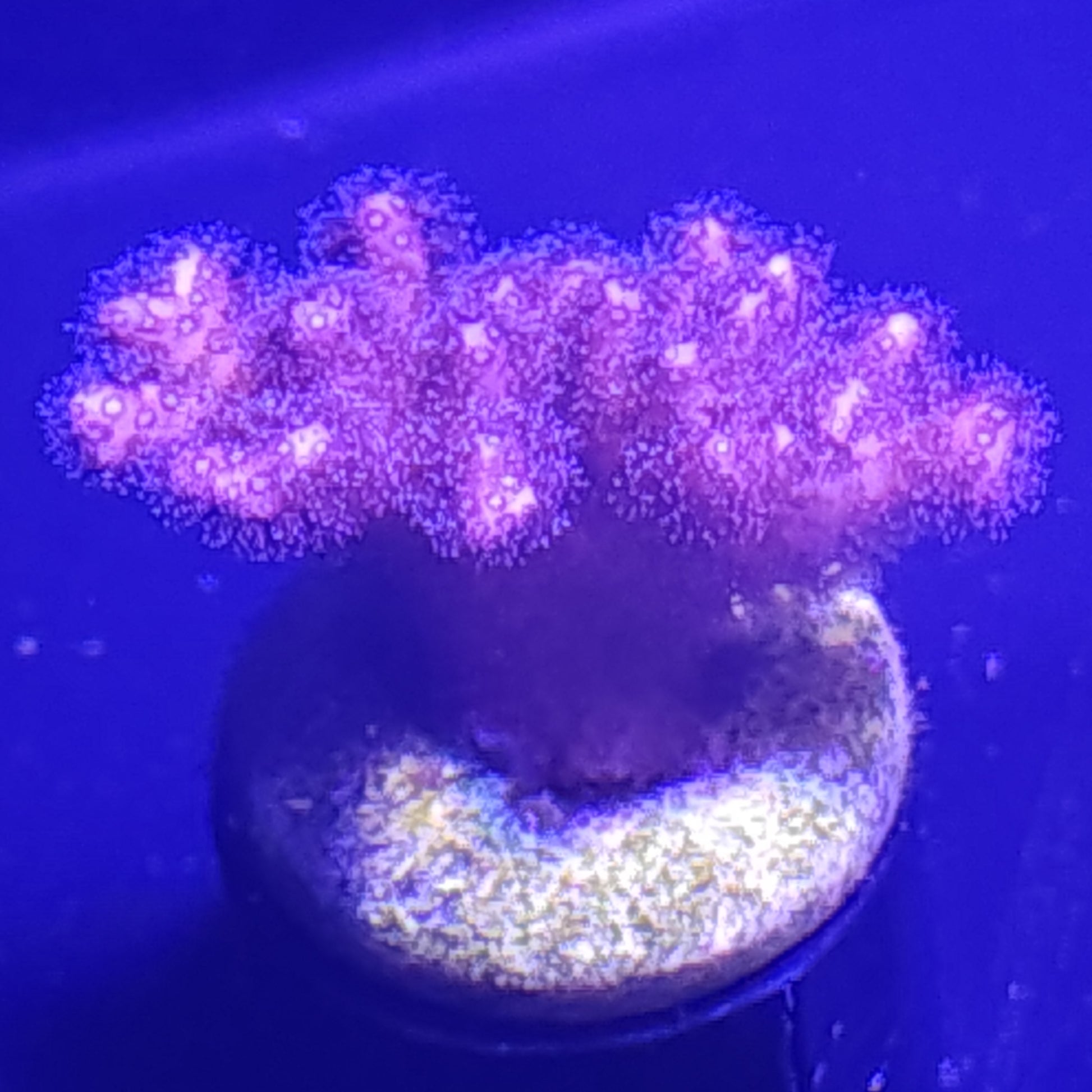 Purple Birdsnest WYSIWYG 4