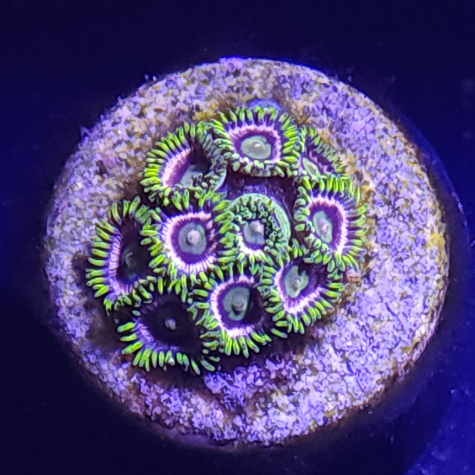 Crayola Zoas WYSIWYG