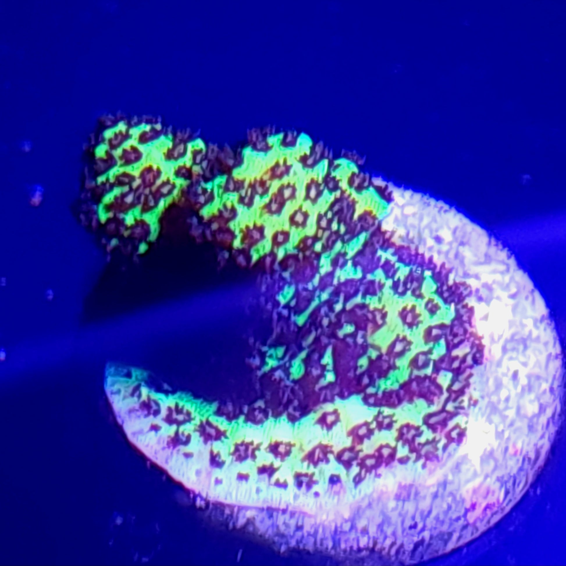 Lime Green Highlighter Acropora WYSIWYG 1