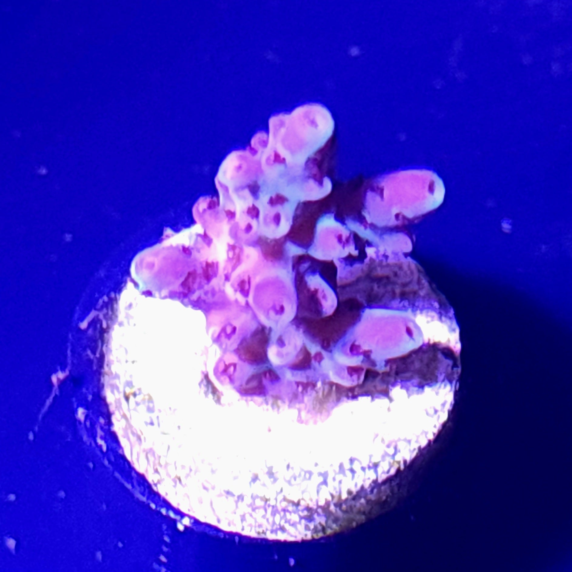 Pearlescent Acropora WYSIWYG 1