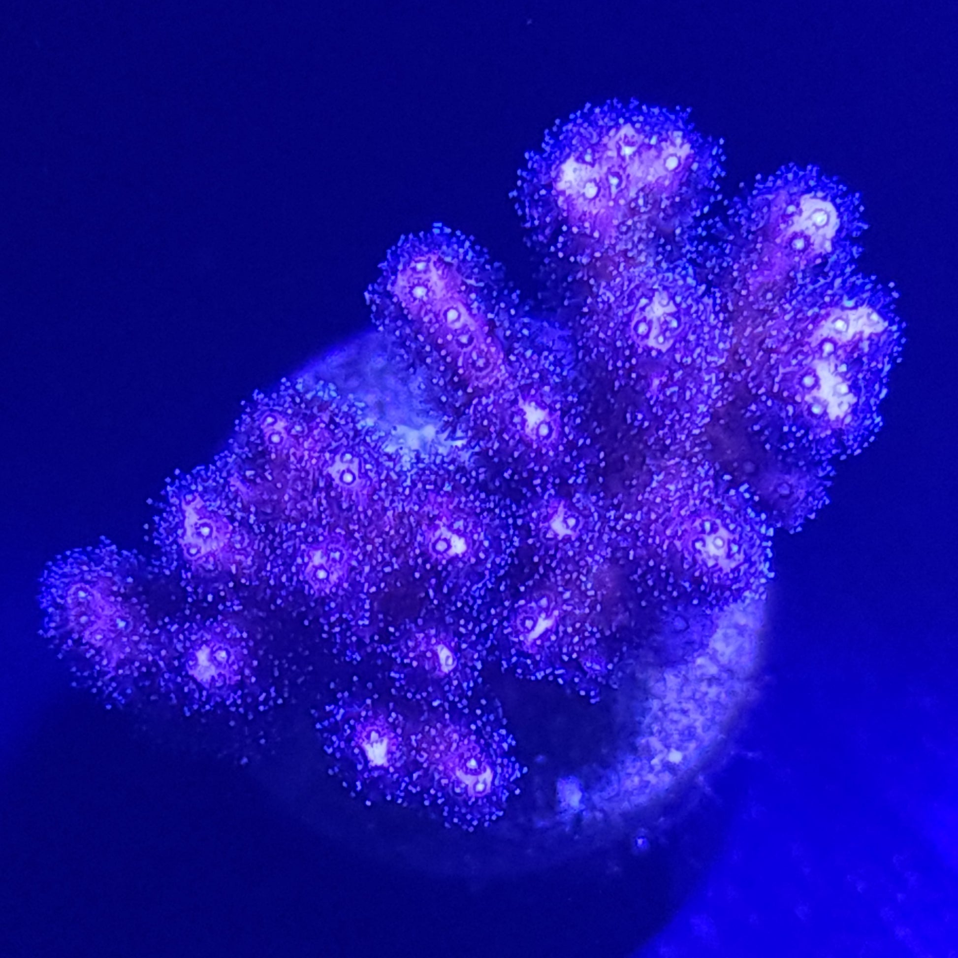Purple Birdsnest WYSIWYG 4