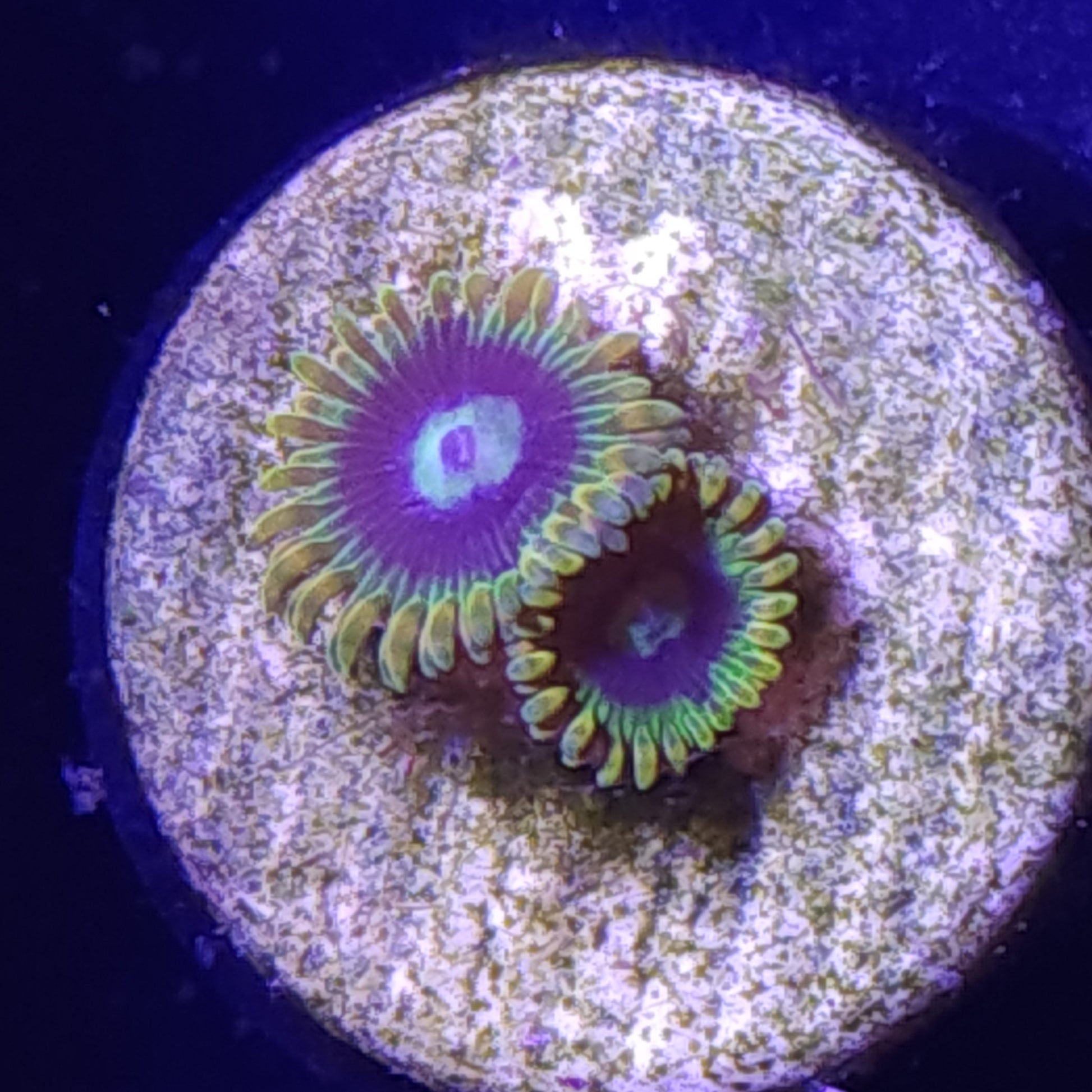 Rainbow Yoda Zoas WYSIWYG