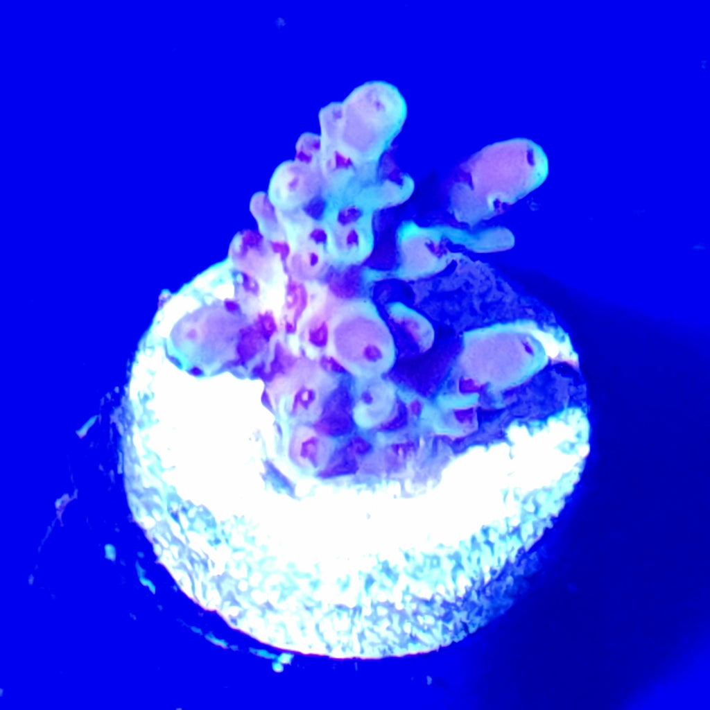 Pearlescent Acropora WYSIWYG 1