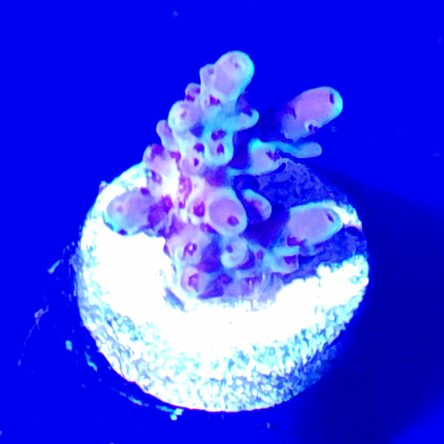 Pearlescent Acropora WYSIWYG 1
