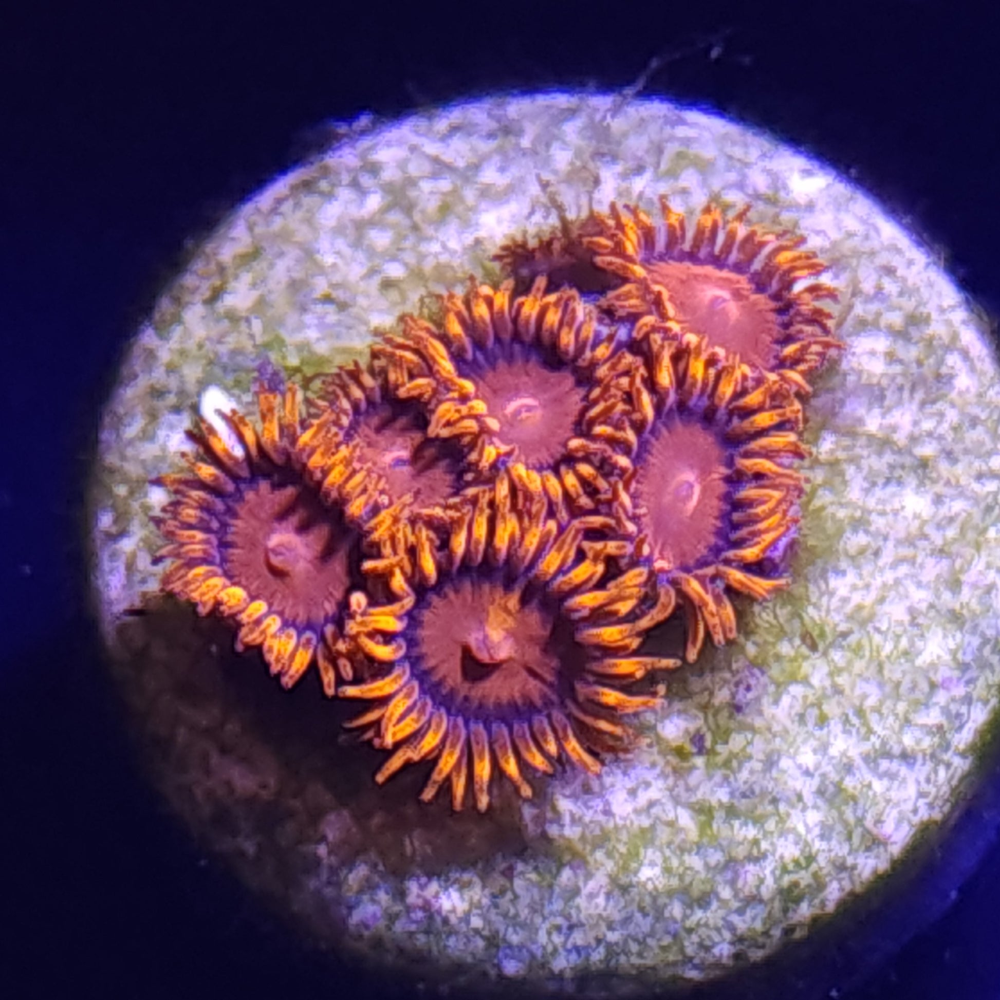 Orange Bam Bam Zoas WYSIWYG