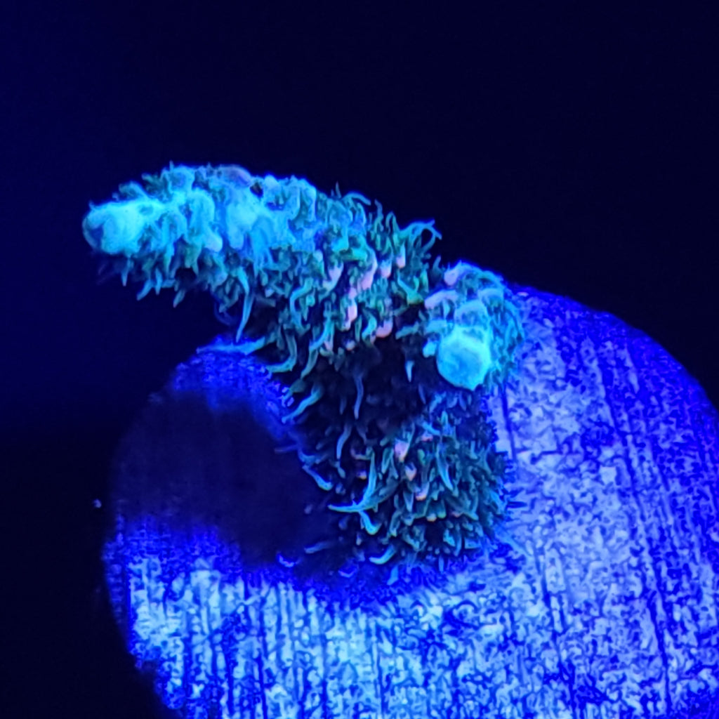 ASD Rainbow Milli Medium WYSIWYG 1