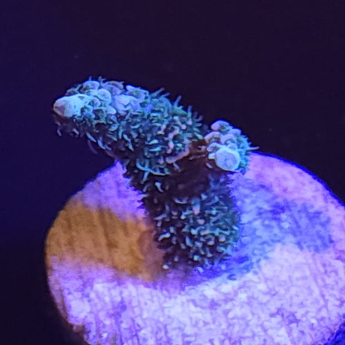 ASD Rainbow Milli Medium WYSIWYG 1