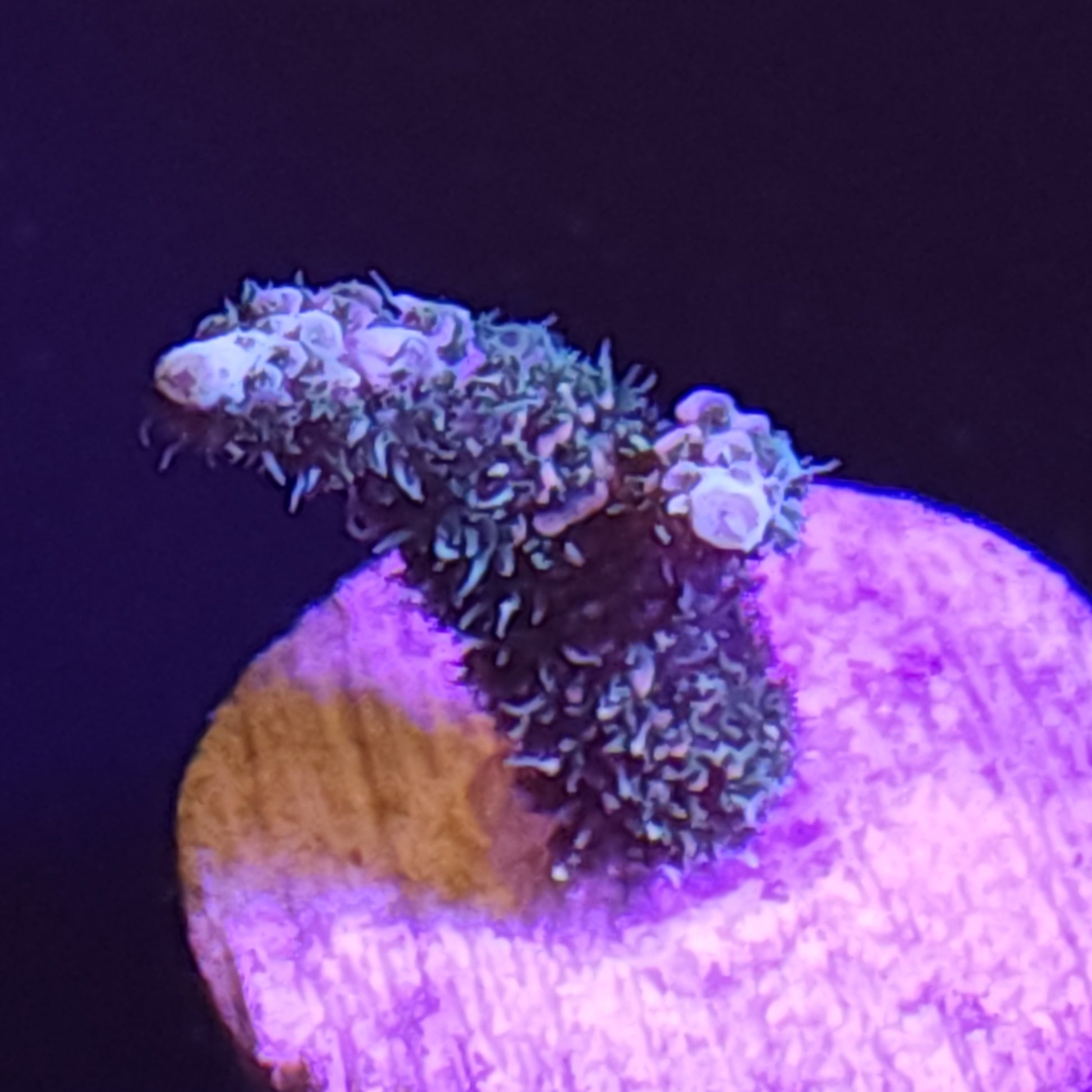ASD Rainbow Milli Medium WYSIWYG 1