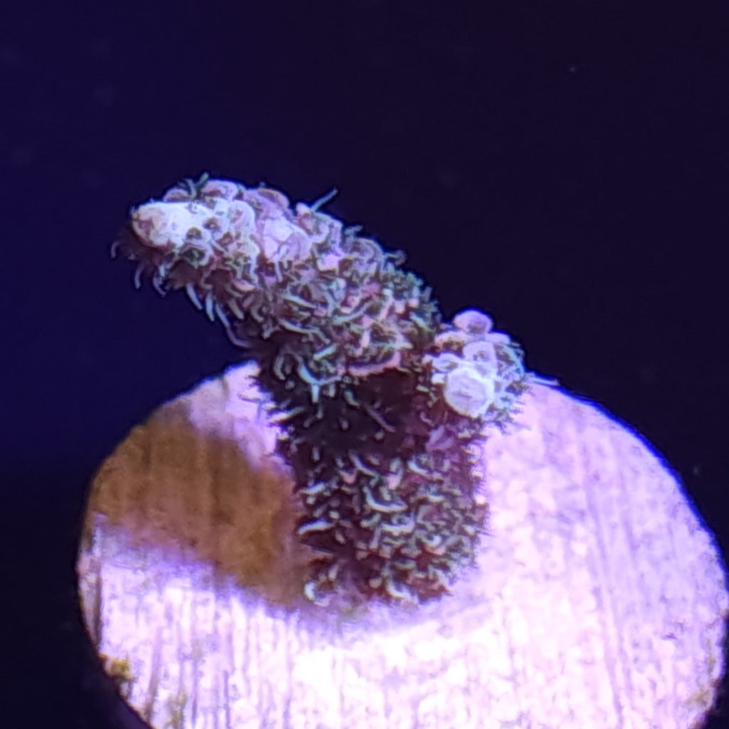 ASD Rainbow Milli Medium WYSIWYG 1